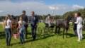 Lierop Fokpaardendag 2016 (26)